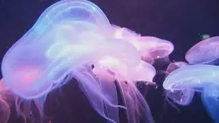 Glowing Night  Jamaica's Luminous Lagoon
