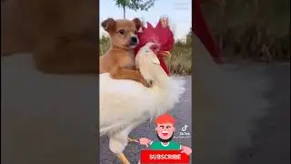Собака такается на курицу как на бентли 