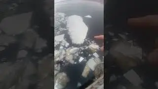 Вороны катаются на льдинах по Неве.