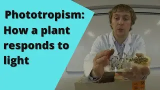 Phototropism: To Show the Growth Response of a Plant to Light