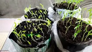 🌱 Почему нам нравится выращивать рассаду перца в "улитках"