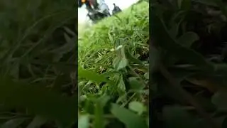 #sidhumoosewala #shorts #grass