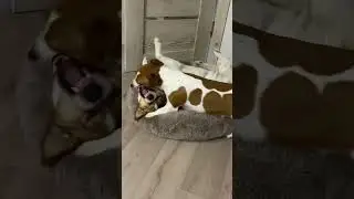 САМЫЕ СМЕШНЫЕ ЖИВОТНЫЕ/ДВЕ ПОДРУГИ#shorts