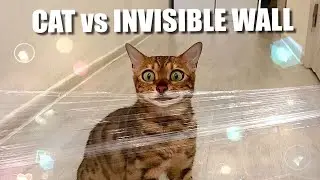 My Cats Reaction To The Invisible Challenge