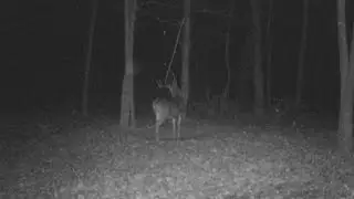 Mock Scrape Myth Tips