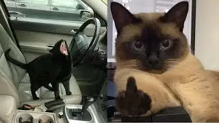 Os GATOS mais LOUCOS e ENGRAÇADOS da internet 2022