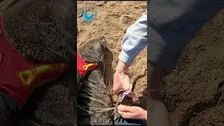 Seal Wrapped In Fishing Line #shorts