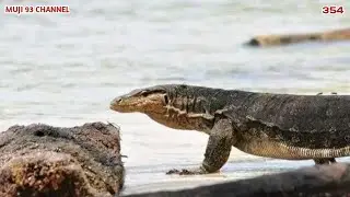 PREDATOR PEMANGSA AYAM