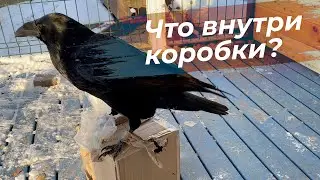 Гоша открывает! Распаковка коробки с сюрпризами