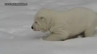 Ау, трава! Щенок алабая играет в снегу.