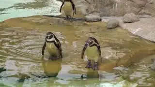 The Cute Penguin's walking and swimming ( Animals Video)