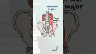 Anatomy of the Ureters