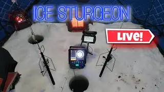 Ice Fishing Sturgeon - LIVE 🔴
