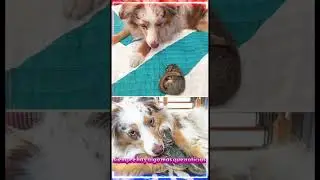 Estos animales crecieron juntos  Buena foto !