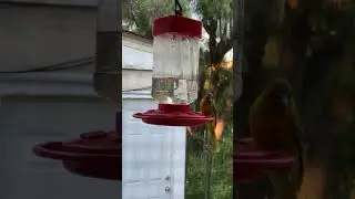 Female #oriole