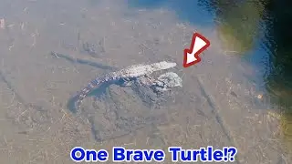 BRAVE TURTLE PUSHES THE ALLIGATOR ?  