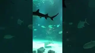Московский океанариум     Куда сходить с детьми в Москве     Moscow Oceanarium  Рекомендуем