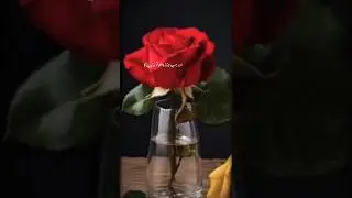 حضرت عمر شہید ہوئے مسجد نبوی میں نماز پڑھا تو #viral #qurantranslation #islamicvideo