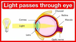 How light passes through the eye 👁️ | Parts of the eye | Easy learning video | Anatomy & physiology