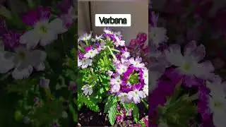 Video tour fiori primavera spring flower idee per terrazzo e balcone