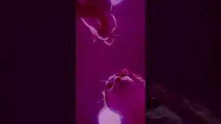 biili ka dance #shorts #tiktok #biili #cat #catlover #short #BIILI