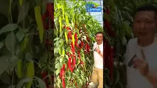 Сбор чили голыми руками