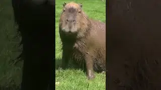 Capibara Enorme e dolcissimo