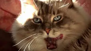Кот 🐱 просто моется, но это так прекрасно 😍