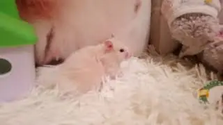Мой забавный хома Вжик! Мой первый видос! 😜🐹❤️