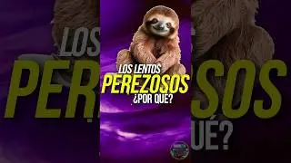 ¿Por qué los PEREZOSOS son tan LENTOS? 🦥. #animales #curiosidades #animalesincreibles #perezoso