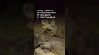 ¡Se agranda la familia más ruidosa del Iberá!