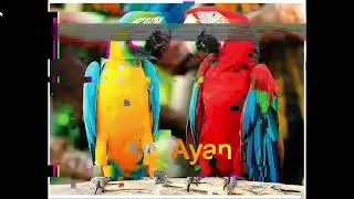 интро для Ayan