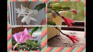Прищипка,формирование Декабриста/шлюмбергеры/зигокактуса,рипсалидопсиса.мой опыт выращивания))