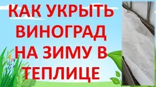 ЗИМНЕЕ УКРЫТИЕ 🍇 ВИНОГРАДА В ТЕПЛИЦЕ. Как выращивать виноград в теплице.