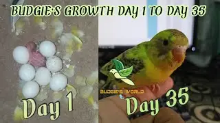 Budgie's Growth  Day 1 to Day 35 🦜🦜