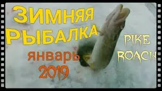 Зимняя рыбалка . Плотва , щука . Январь 2019 г .