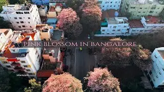 Cherry Blossom in Bengaluru | AECS Layout + KR Puram  | 4K