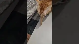 Кот АЛЕКС ❤❤ cat ALEX ❤🙃Тигролев🦁