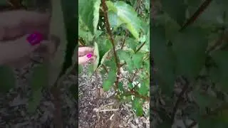 Обычную метельчатую гортензию обрезала и сделала штамб. 