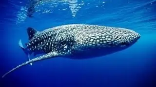 Nature Documentaire Arte   Dernier Somptuaire Marin►le défilé des requins baleines►{Documentaire Sci