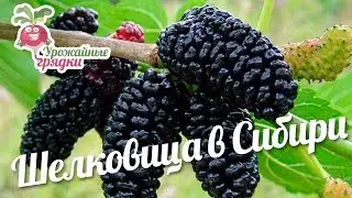 Шелковица в Сибири 