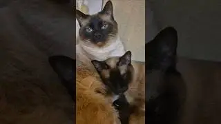 Всемирный день кошек Сиамский кот и кошка