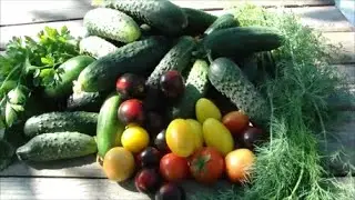 I'm picking cucumbers. What standouts! Review. I'm processing peppers. Tomatoes in early beds.