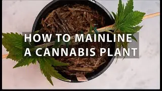 How to mainline a cannabis plant.