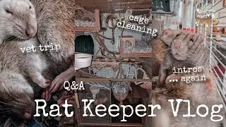 Toast has post surgical complications and intros are finally working out... | Rat Keeper Vlog 🐀