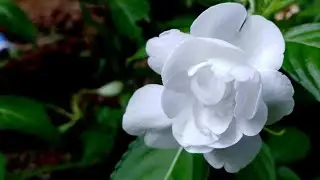 Impatiens walleriana rockapulco white flower plant