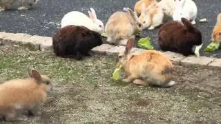 Intense Nibbling Action