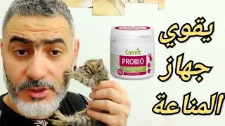 فوائد البروبيوتك للقطط وخاصة الصغيرة