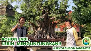 TIPS JITU JUALAN BONSAI JADI ALA MAS HERI KUCRIT || #SEKOLAHBONSAIGRATIS