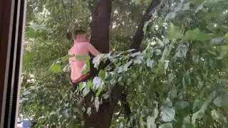 Наркоман на дереве